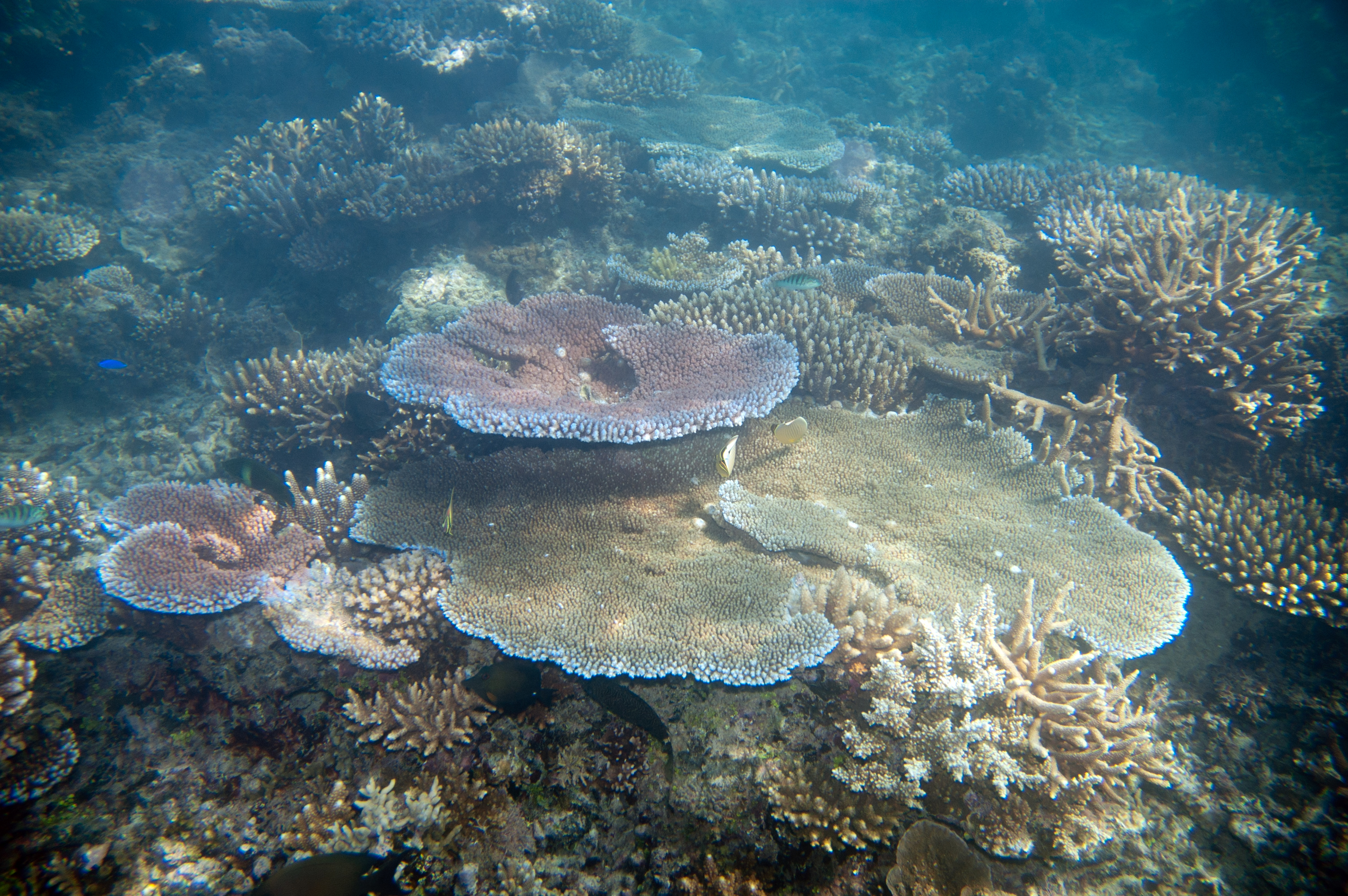 Branching and plating corals on a shallow Indo-Pacific reef slope.