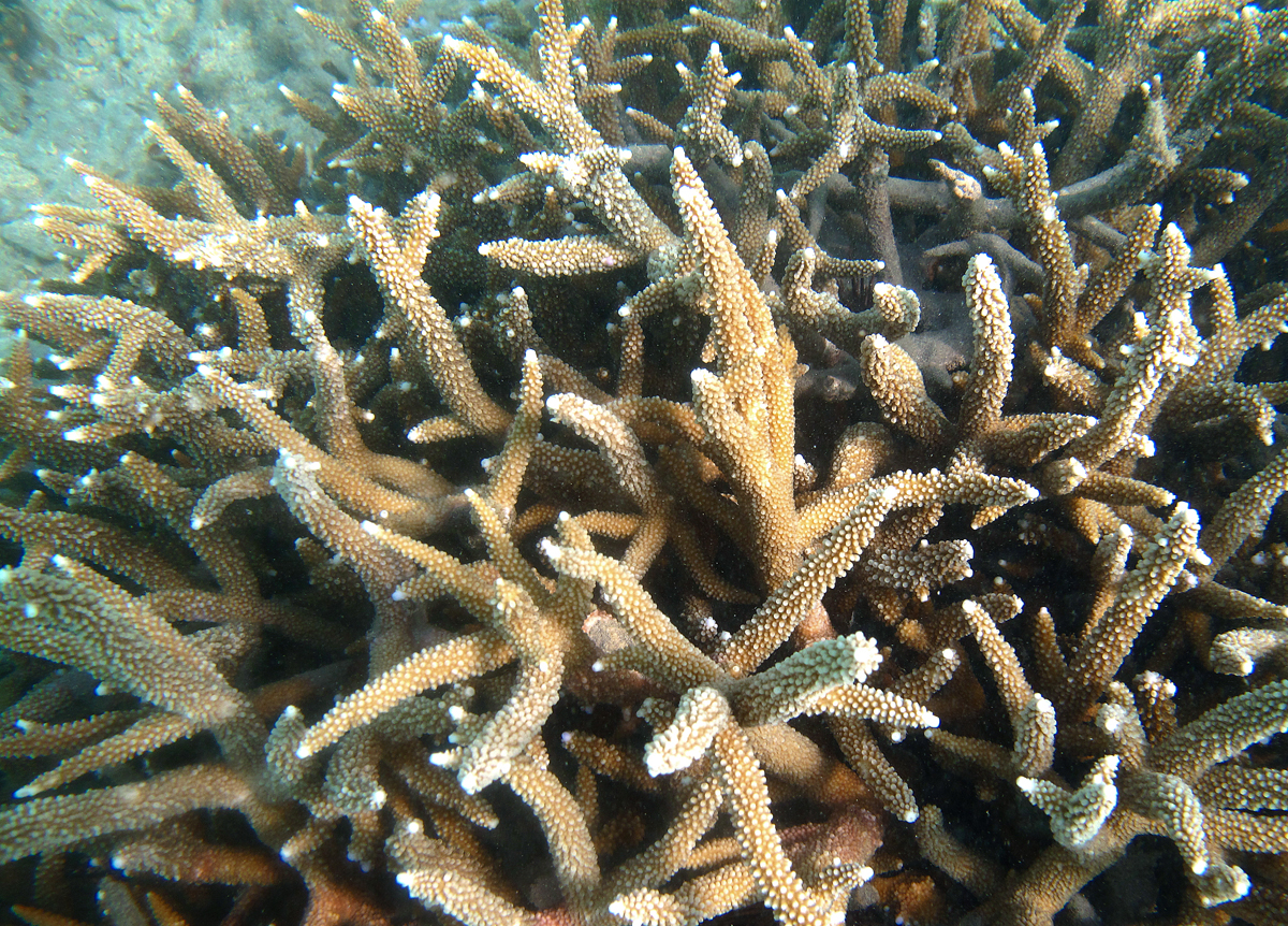 Branching Acropora muricata coral.