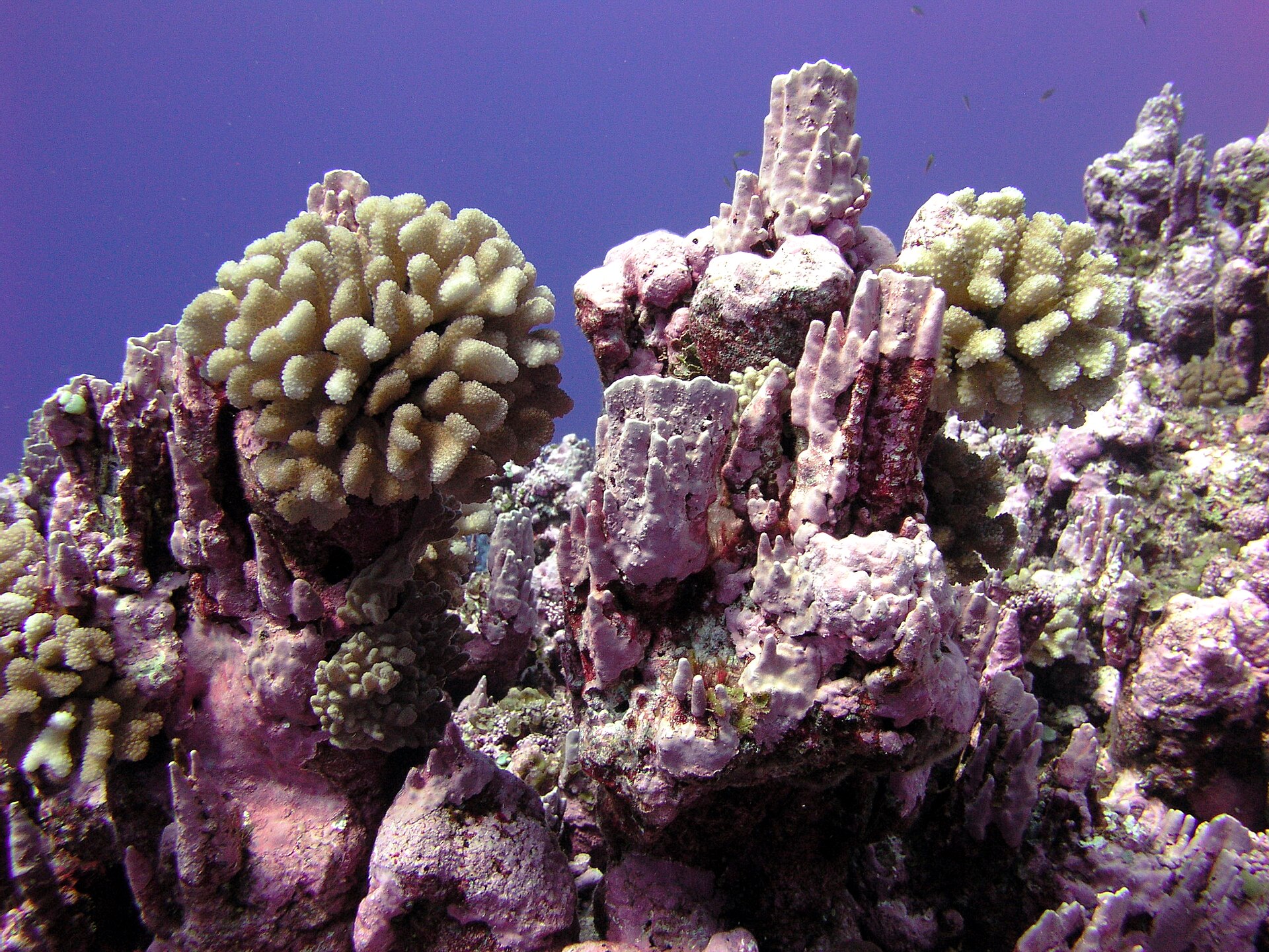 Pink crustose coralline algae covering hard reef substrate.