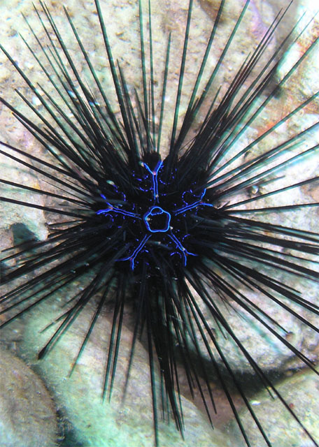 A long-spined Diadema savignyi sea urchin.