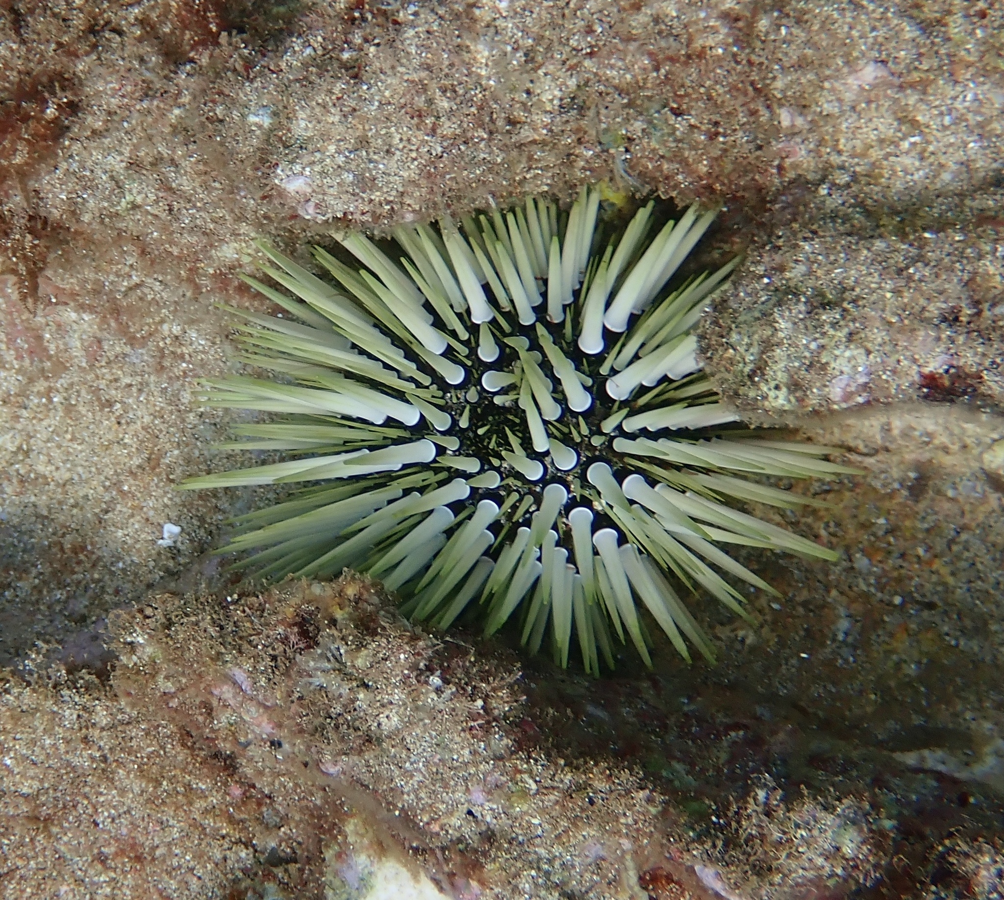 Indo-Pacific rock-boring urchin Echinometra mathaei.