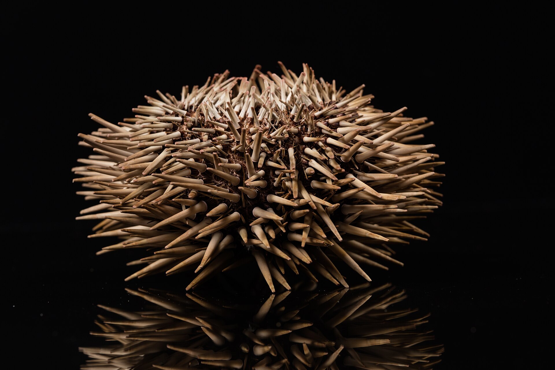 A burrowing urchin with short spines and a pale ring at the base of each spine.