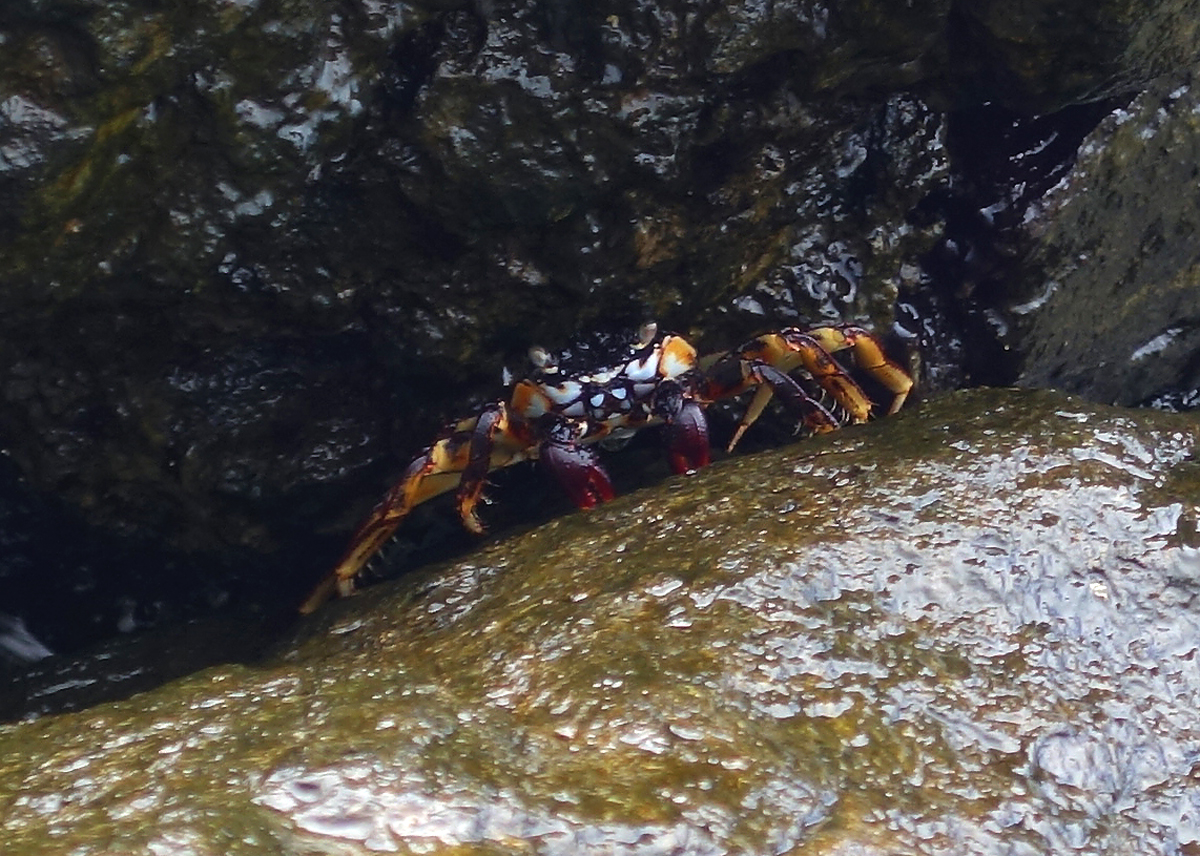 A thin-shelled rock crab on a wave-washed shore.