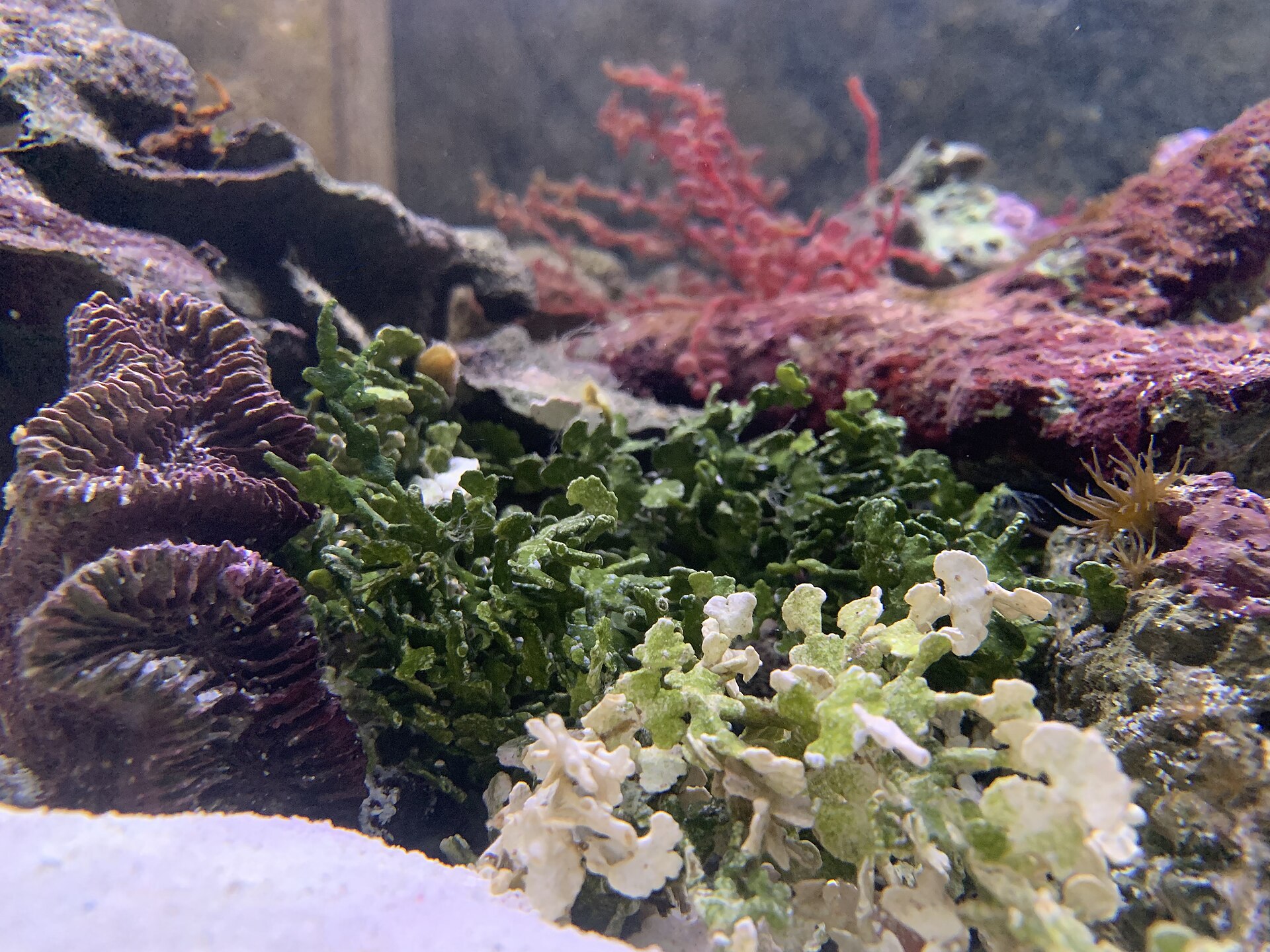 Segmented Halimeda opuntia algae forming a dense green clump.