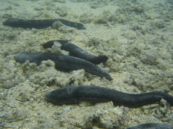 Holothuria leucospilota on reef substrate at Reunion.