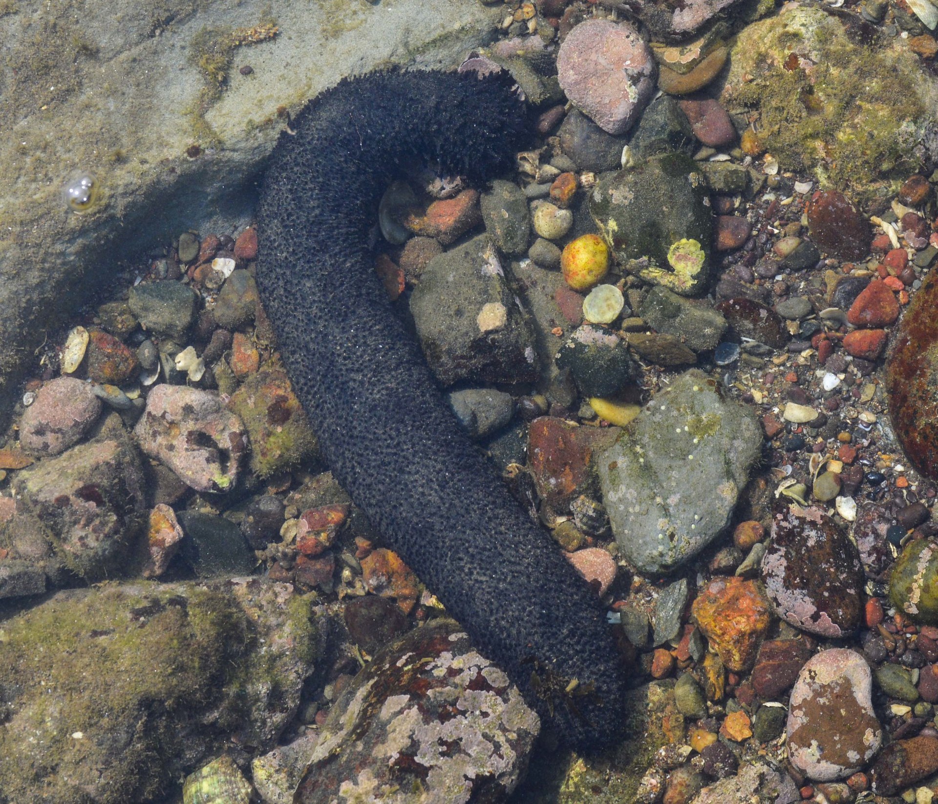 A black Holothuria leucospilota sea cucumber on reef substrate.