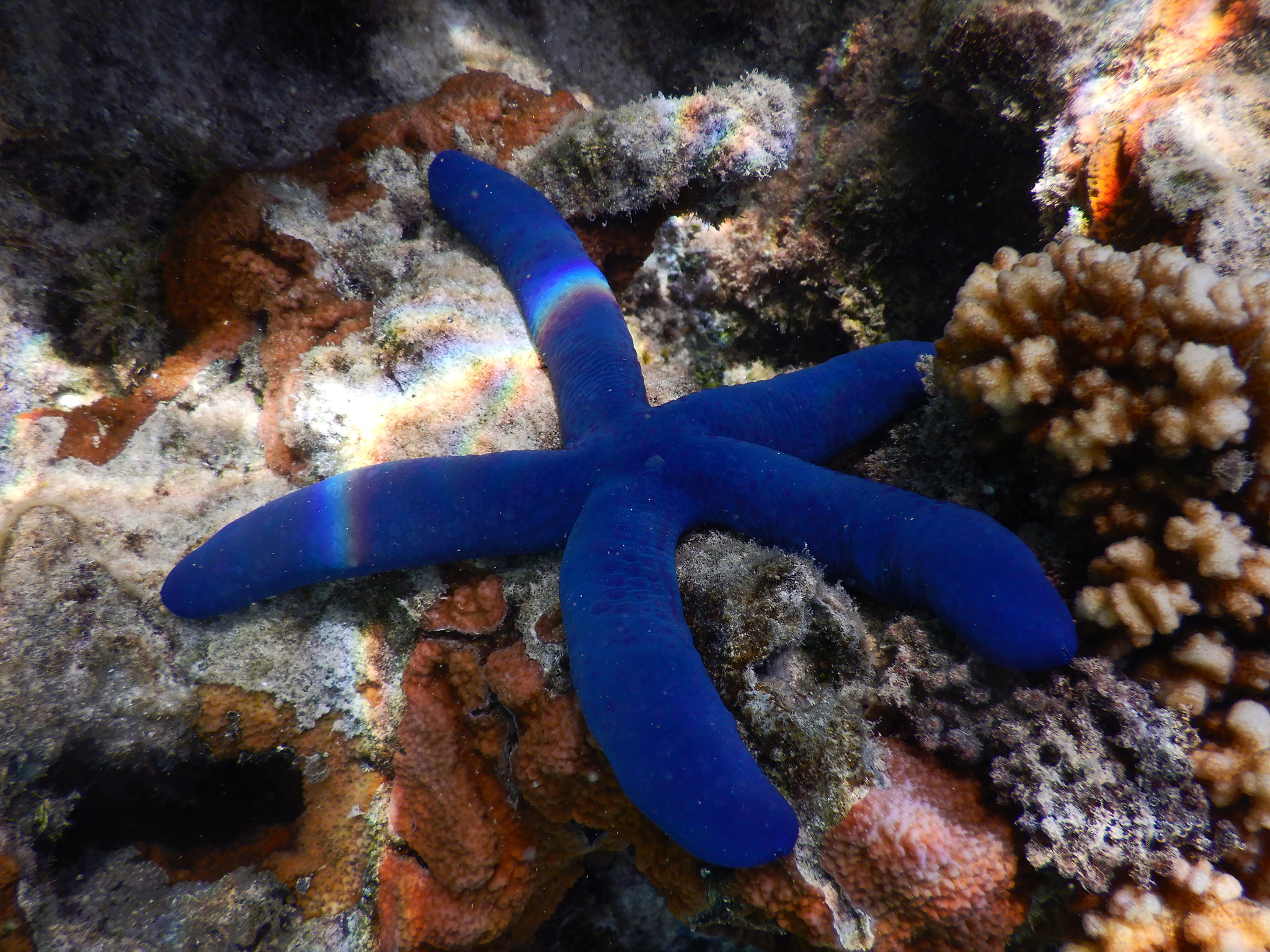 A blue Linckia sea star photographed on Rarotonga.