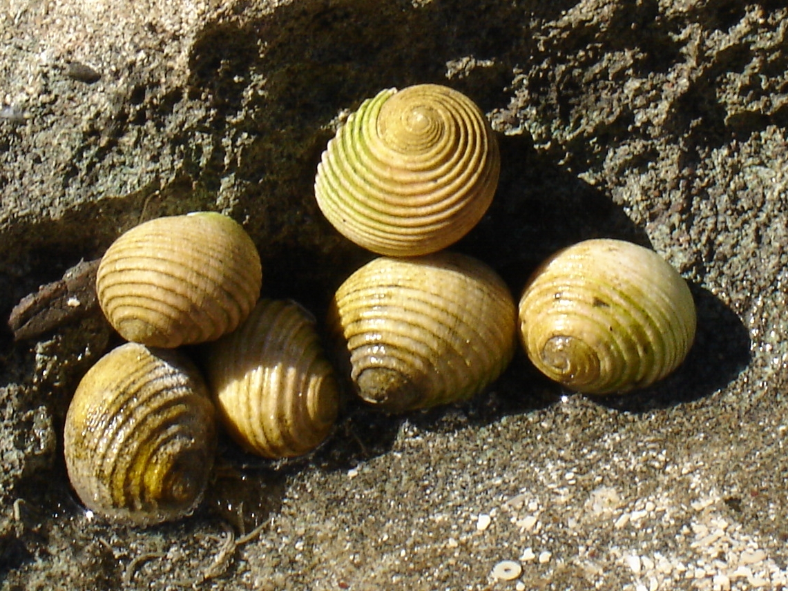 Cluster of Nerita plicata snails at low tide.