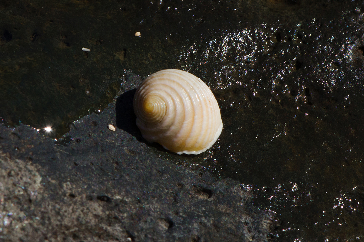 A Nerita plicata snail on intertidal rock.