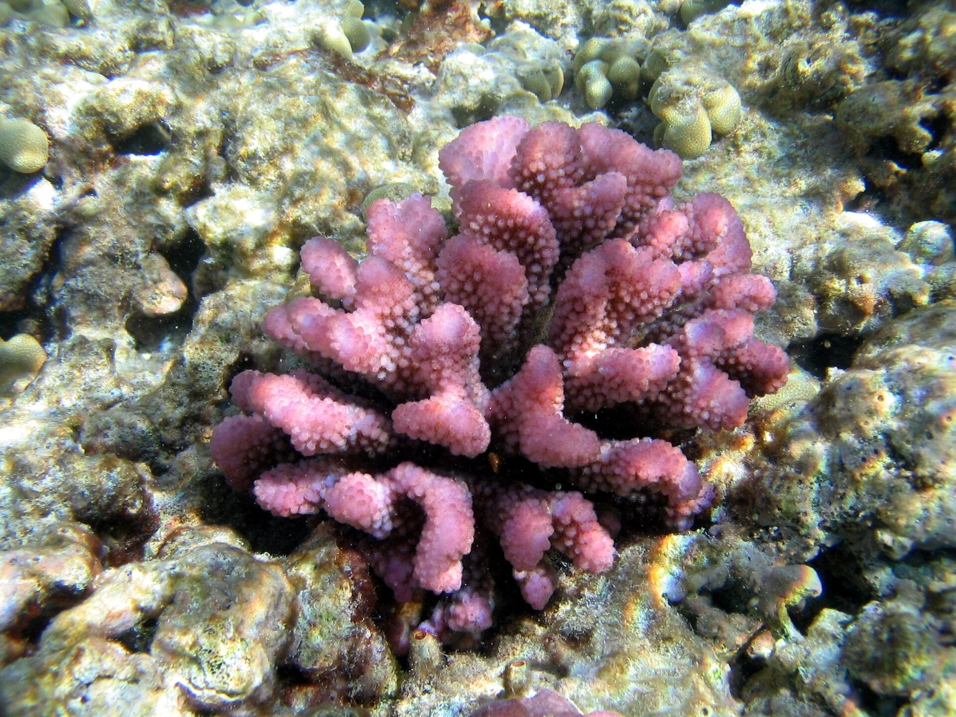 A colony of cauliflower coral with tightly packed branches.