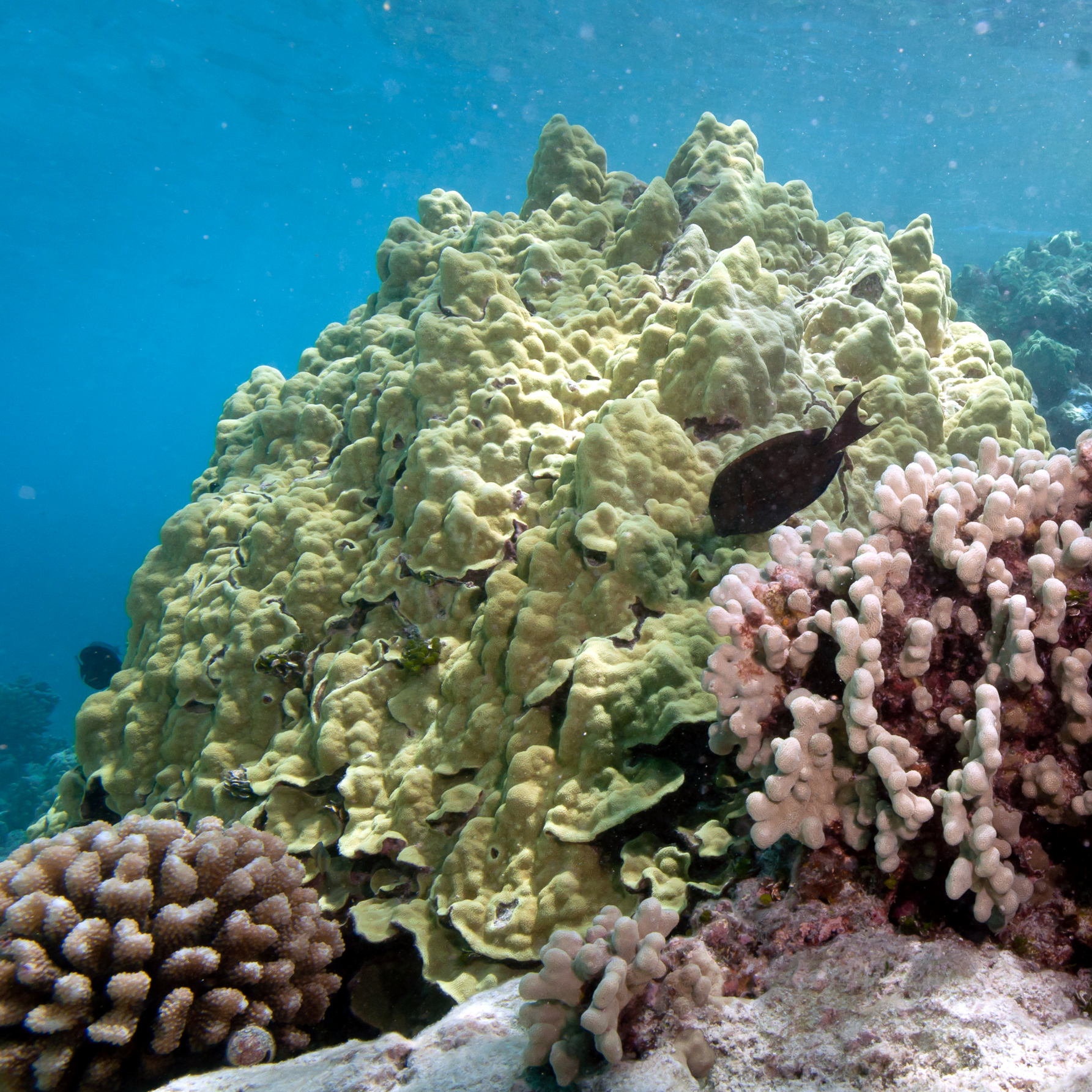 Porites lobata colony in a shallow lagoon.