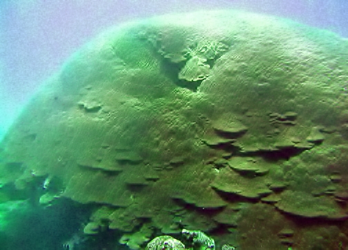 A massive Porites lobata coral colony.