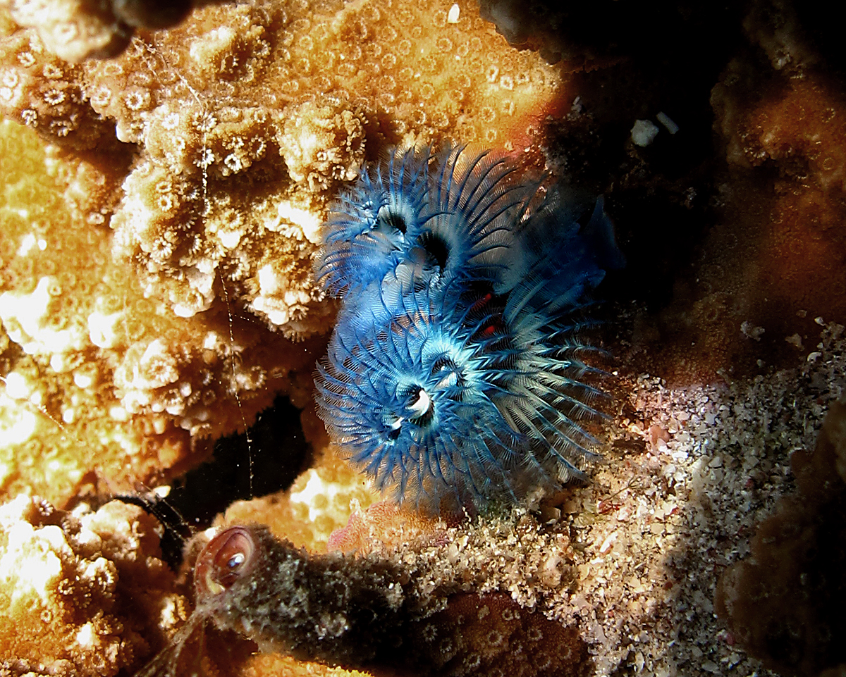 Christmas tree worm on coral at Reunion.