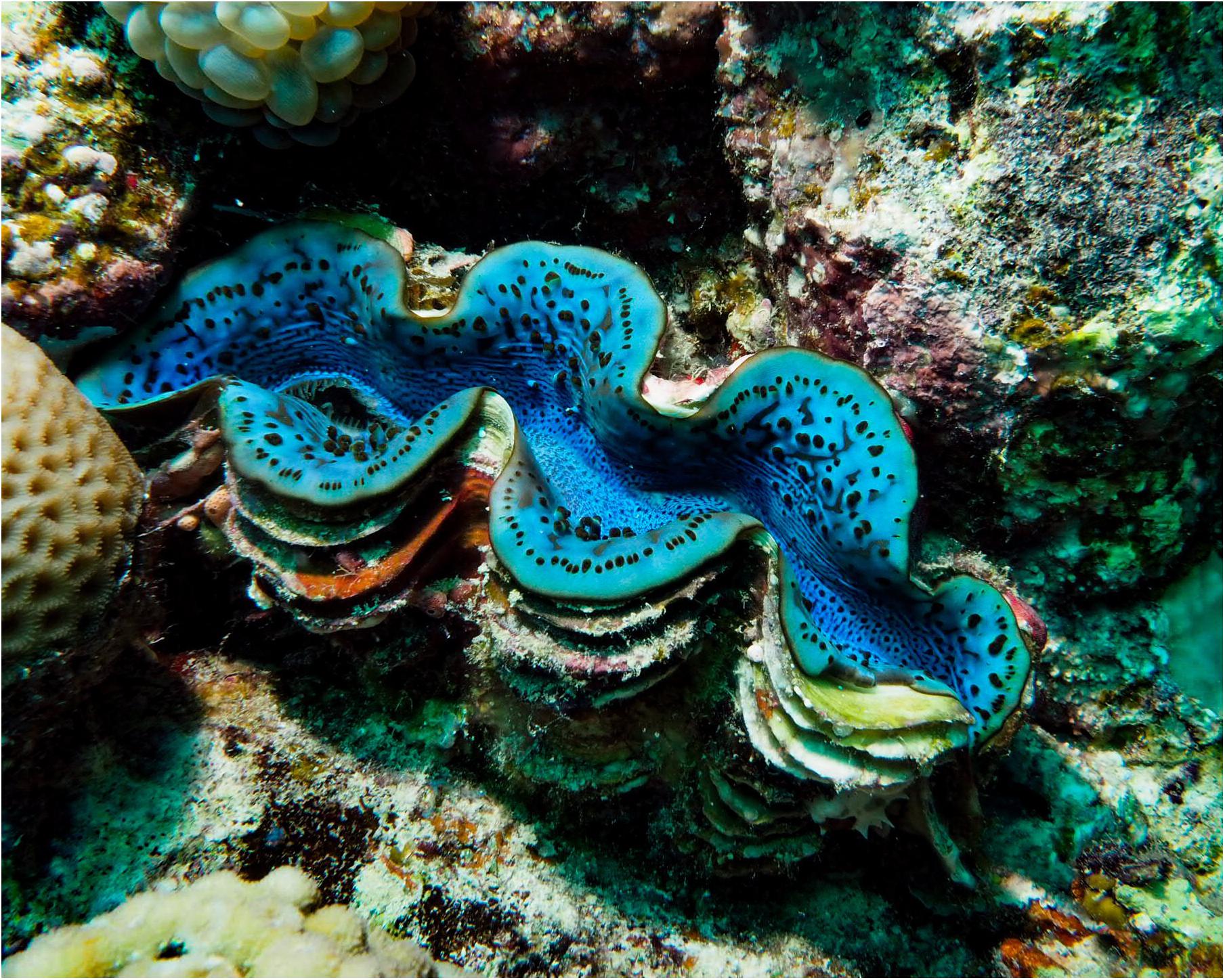 Red Sea Tridacna maxima with mantle exposed.