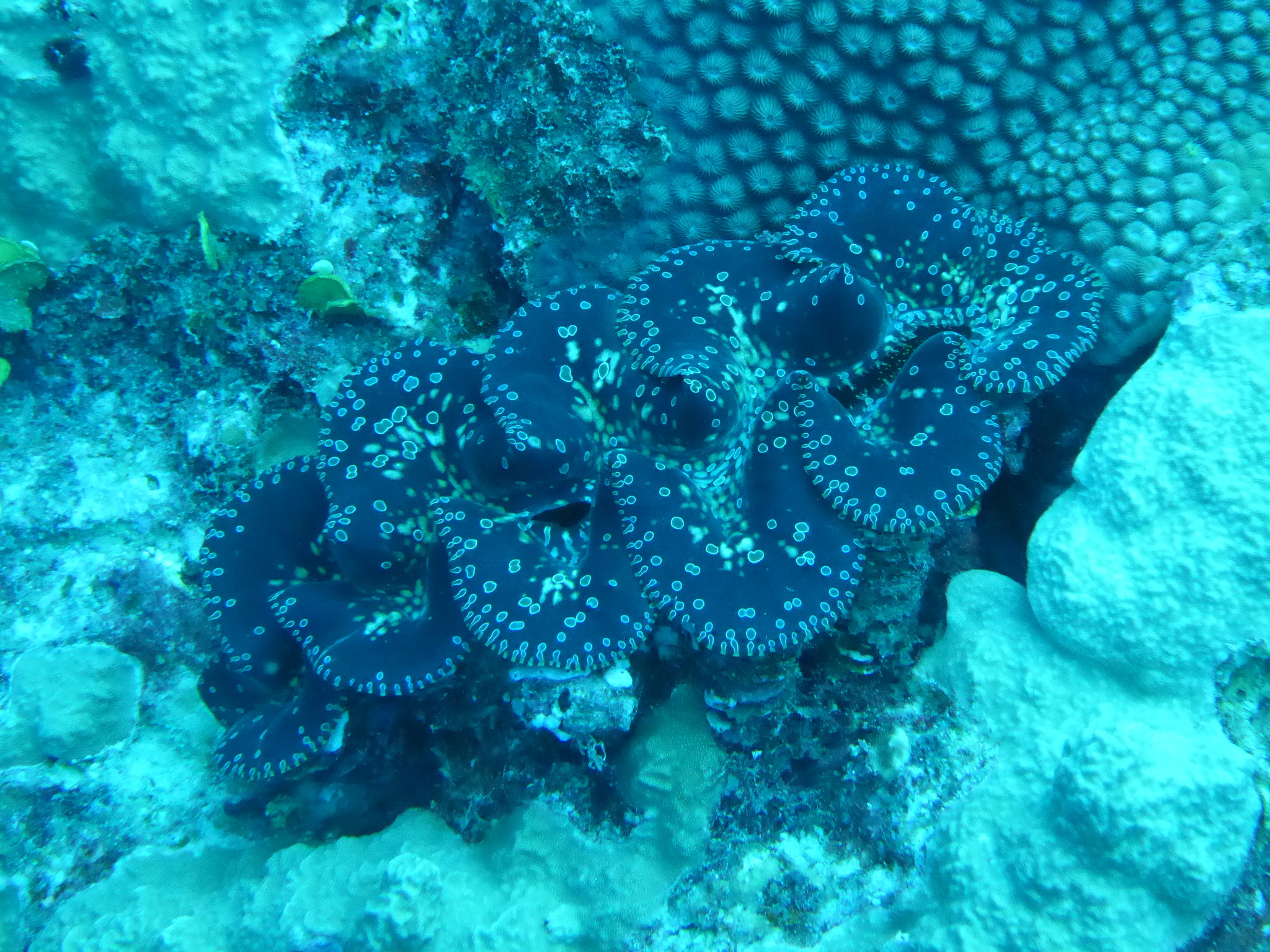 A Noah's giant clam open on a reef substrate.