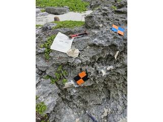 HS101B fossilized coral specimen photo