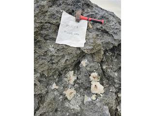 HS101A fossilized coral specimen photo