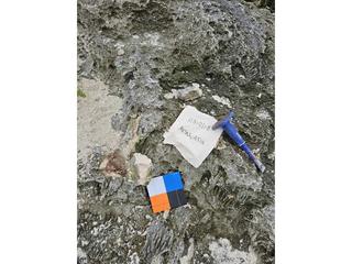 HS101D fossilized coral specimen photo