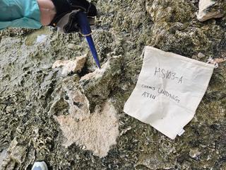 HS103A fossilized coral specimen photo