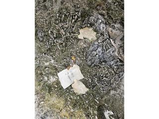 HS103B fossilized coral specimen photo