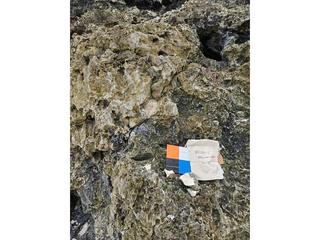 HS103C fossilized coral specimen photo