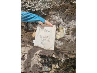 HS106D fossilized coral specimen photo