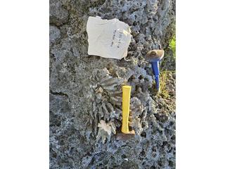 HS107A fossilized coral specimen photo