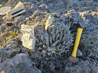 HS107B fossilized coral specimen photo