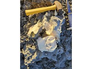 HS107E fossilized coral specimen photo