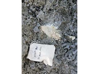 HS107F fossilized coral specimen photo