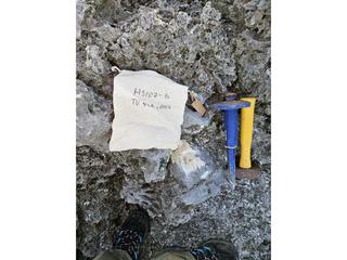 HS107G fossilized coral specimen photo