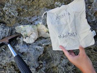 HS109A fossilized coral specimen photo