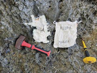 HS109B fossilized coral specimen photo