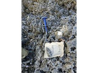 HS109E fossilized coral specimen photo