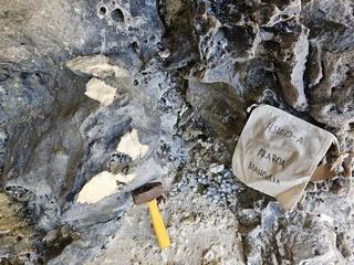 HS110A fossilized coral specimen photo