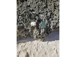 HS110B fossilized coral specimen photo