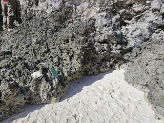HS110B fossilized coral specimen photo