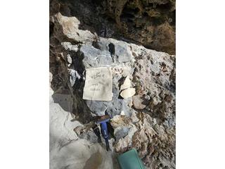 HS110E fossilized coral specimen photo