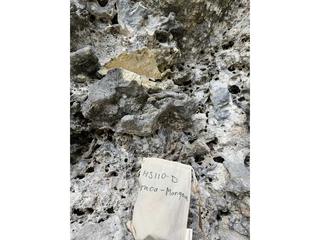 HS110D fossilized coral specimen photo