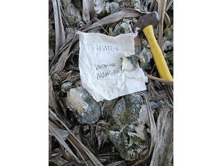 HS112A fossilized coral specimen photo