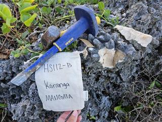 HS112B fossilized coral specimen photo