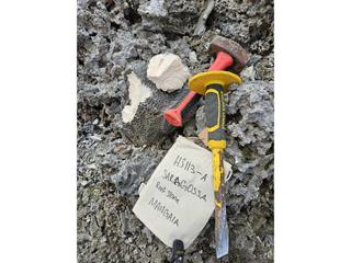 HS113A fossilized coral specimen photo