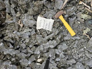 HS113B fossilized coral specimen photo
