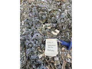 HS113C fossilized coral specimen photo