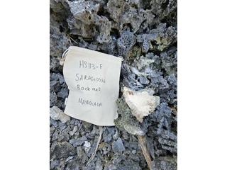 HS113F fossilized coral specimen photo