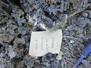 HS113F fossilized coral specimen photo