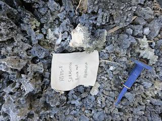 HS113F fossilized coral specimen photo