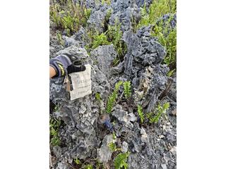 HS113G fossilized coral specimen photo