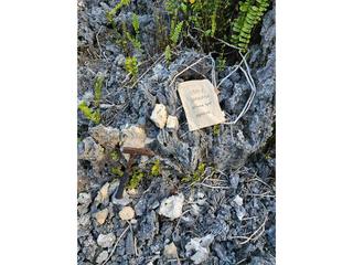 HS113I fossilized coral specimen photo