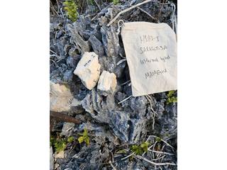 HS113I fossilized coral specimen photo